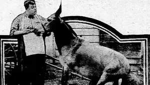 Josephine Stevens Cover Image