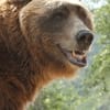 Bart the Bear