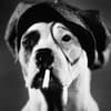 Pete the Dog