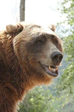 Bart the Bear Image