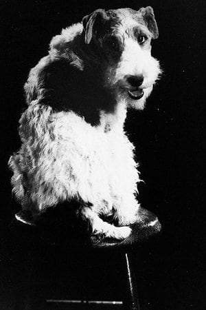 Asta Image