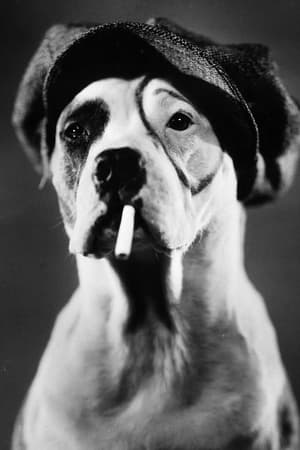 Pete the Dog Image