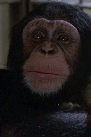 Willie Image