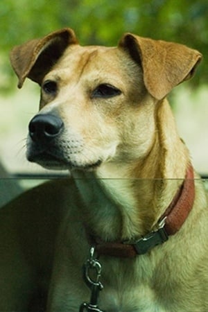 Lucy Image